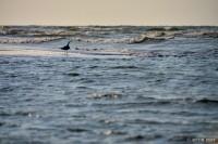 /album/%e5%a4%8f/%e6%b5%b7%e3%81%8c%e5%a5%bd%e3%81%8d%e3%81%a0%ef%bd%9e%ef%bc%81%7e%e3%83%af%e3%82%a4%e3%83%ab%e3%83%89%e3%80%80%e3%82%ab%e3%83%a2%e3%83%a1%e3%81%a1%e3%82%83%e3%82%93%ef%bd%9e-jpg/